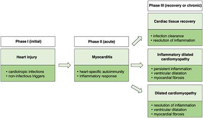 Myocarditis in Humans and in Experimental Animal Models